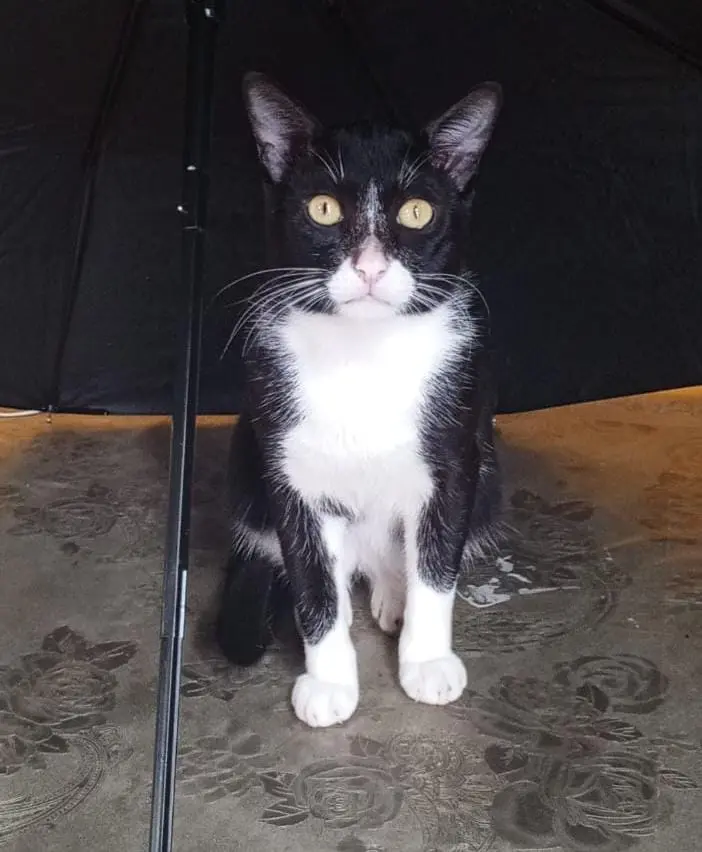 billu